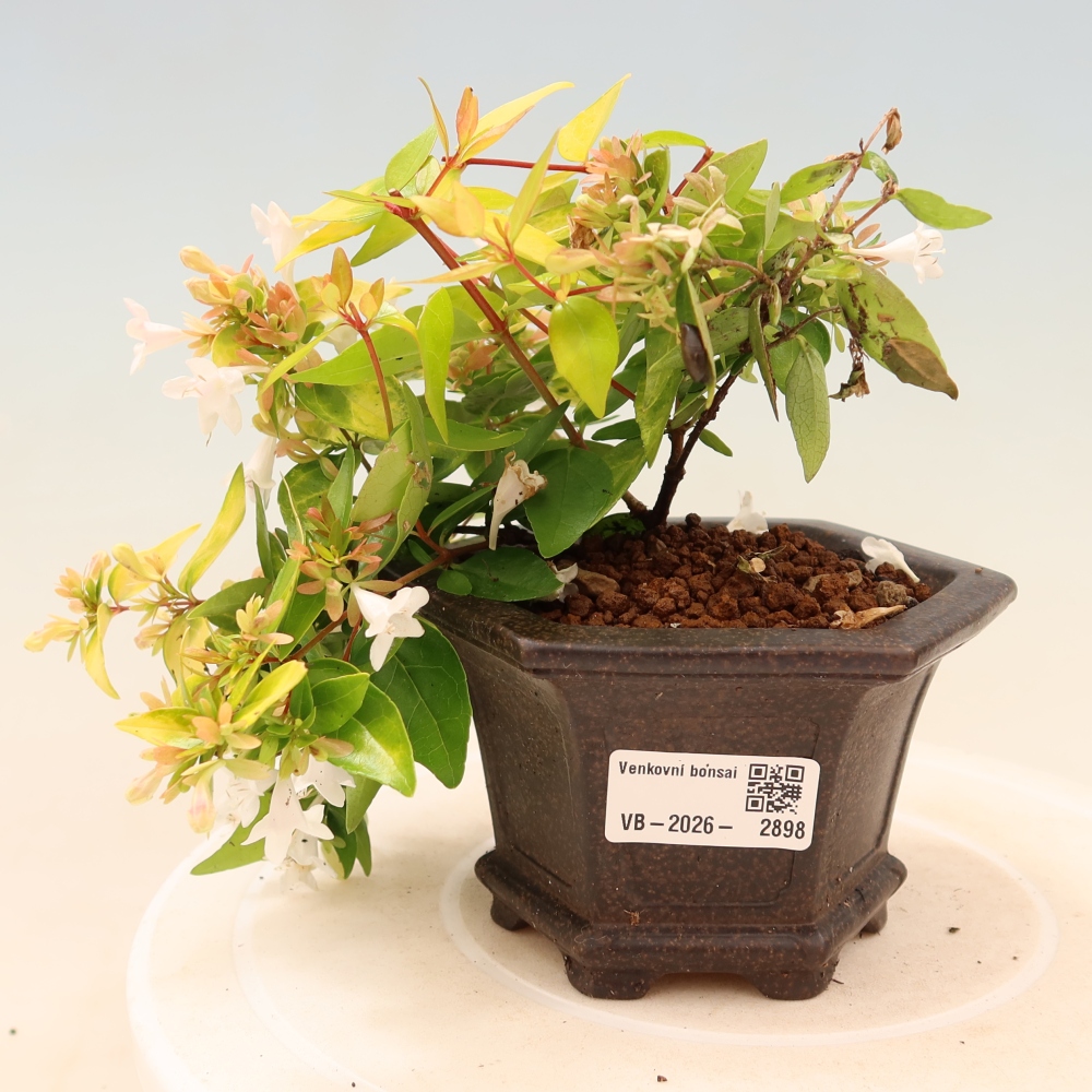 Bonsai da esterno - Abelia gr. Kleidoscope - Abelia a fiore grande