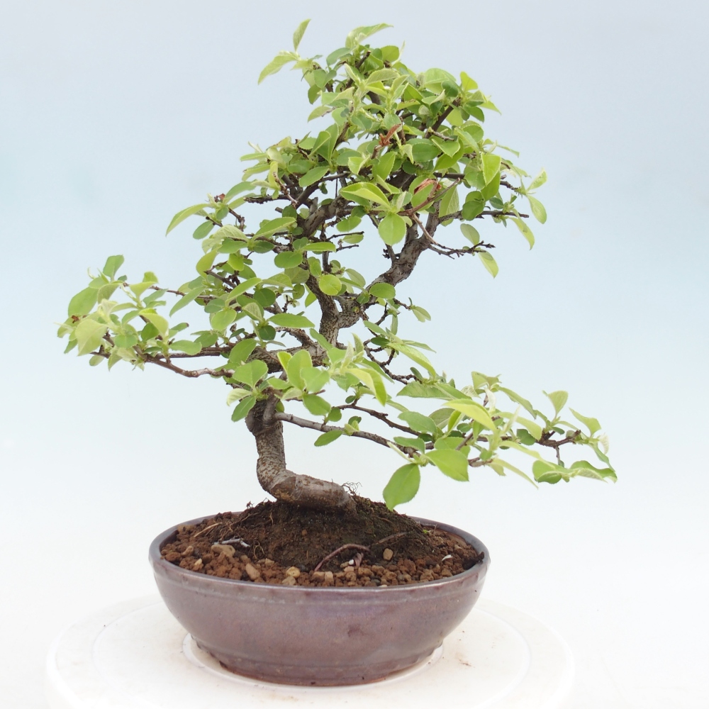 Bonsai da esterno - Chaneomeles chinensis