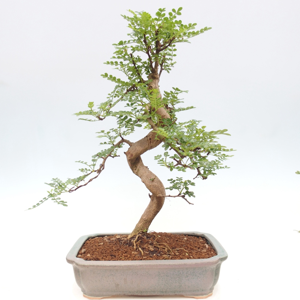 Camera bonsai - Zantoxylum piperitum - albero del pepe