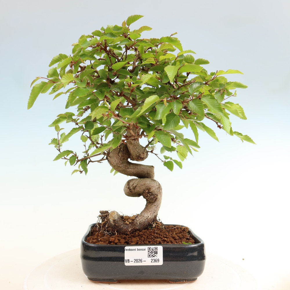 Bonsai da esterno -Carpinus Coreana - Carpino coreano
