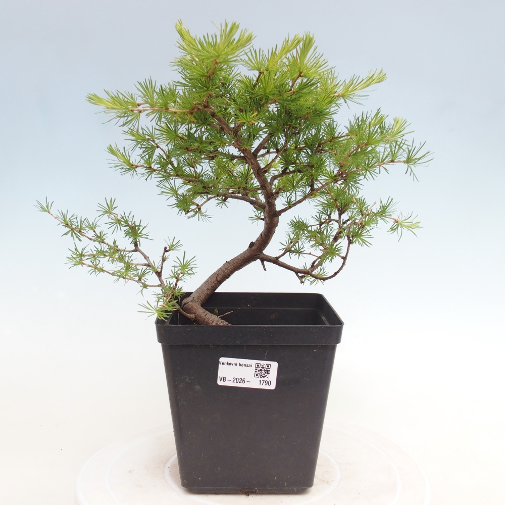 Bonsai da esterno -Larix decidua - Larice