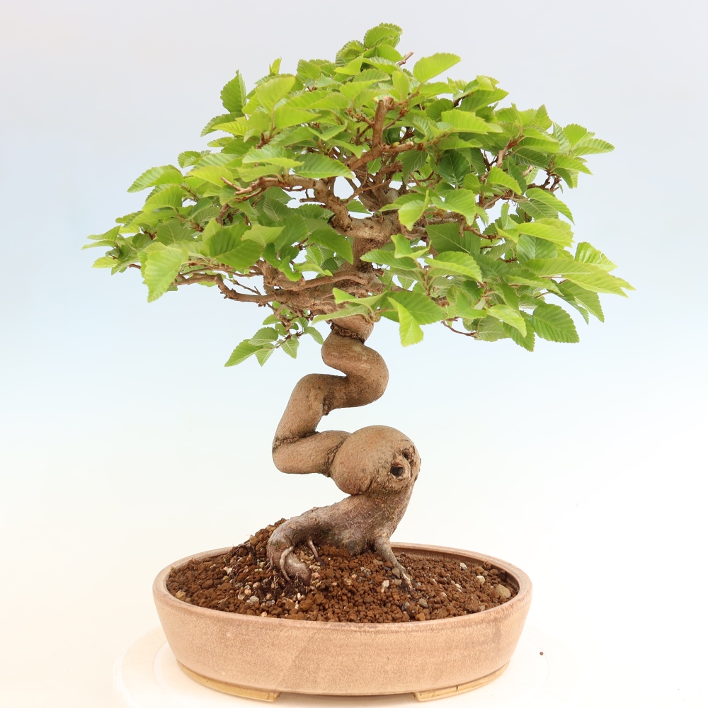 Bonsai da esterno -Carpinus Coreana - Carpino coreano
