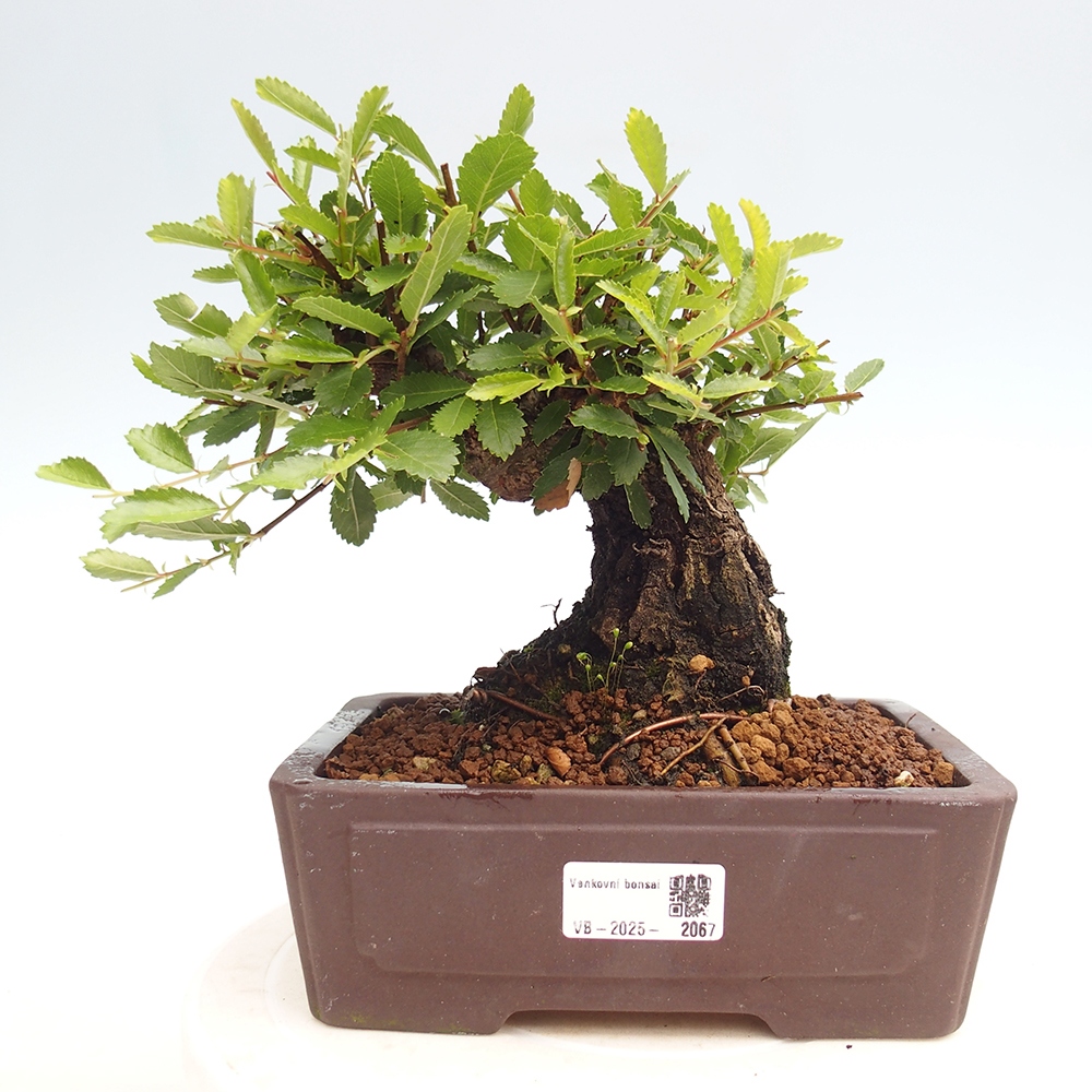Bonsai da esterno - Zelkova - Zelkova NIRE