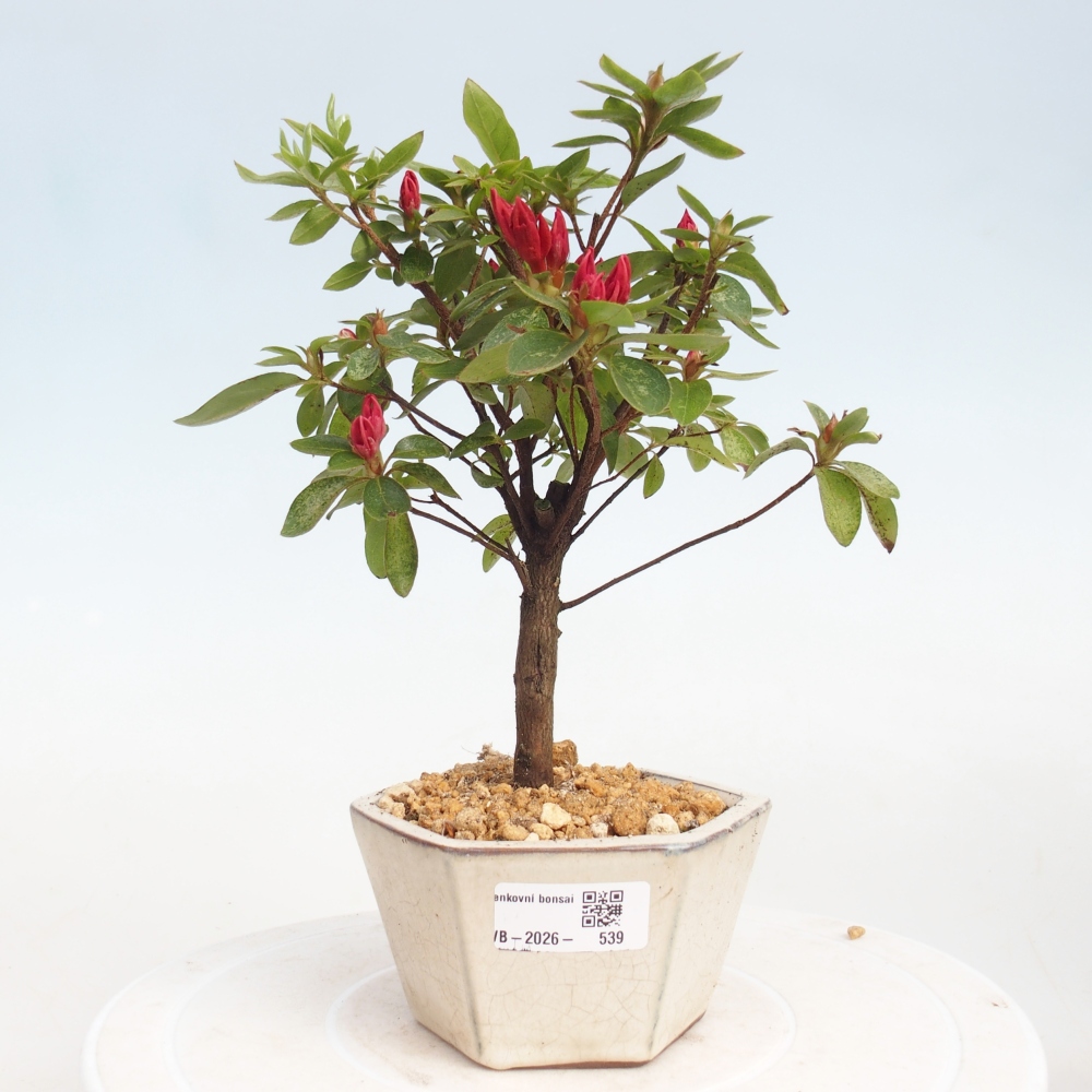 Bonsai da esterno - Azalea giapponese - Azalea sp.