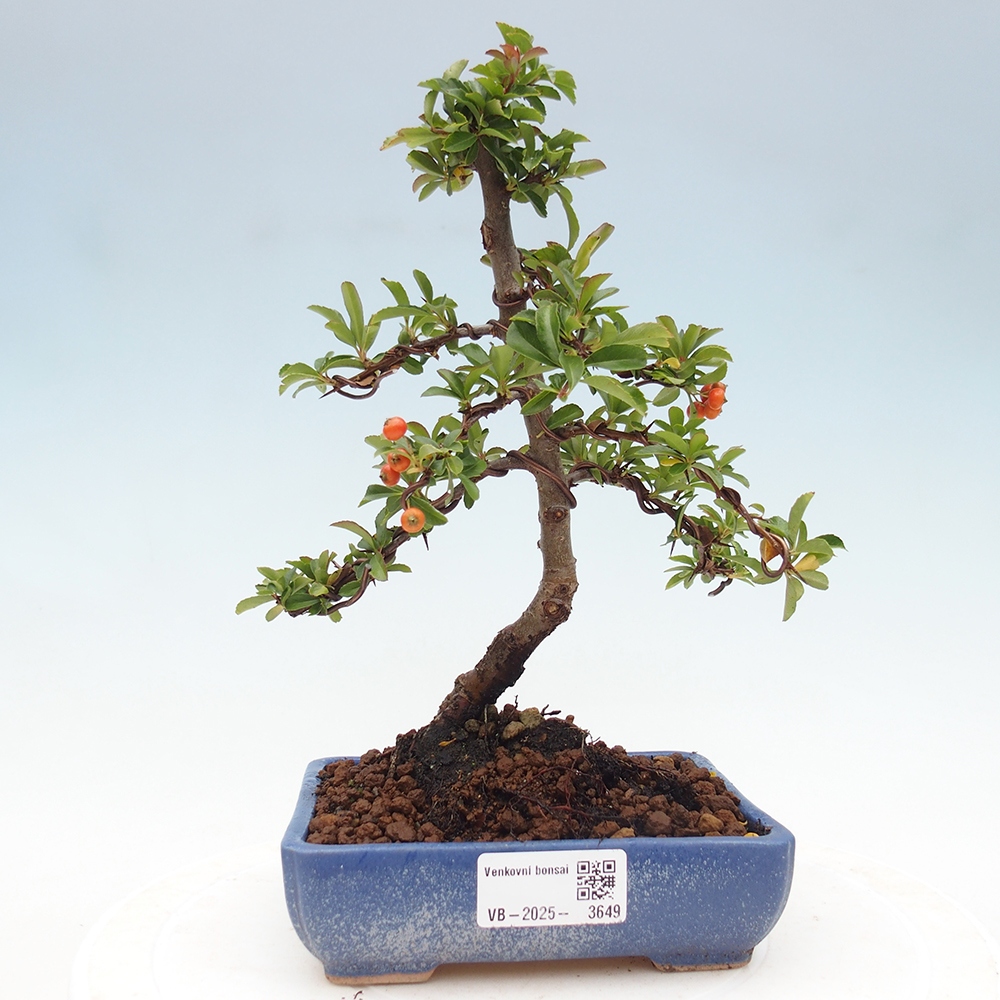Bonsai da esterno-Pyracantha Teton -Hlox