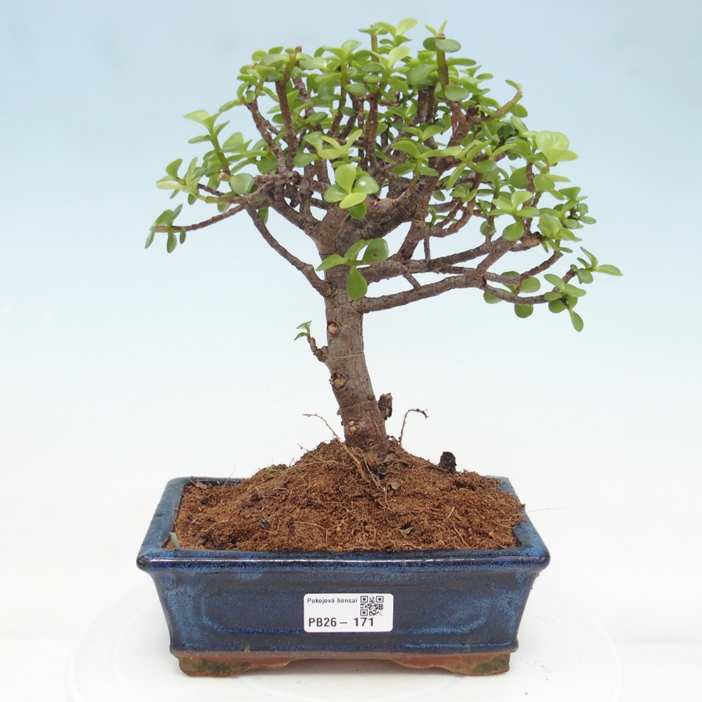 Camera bonsai - Portulakaria Afra - Tlustice
