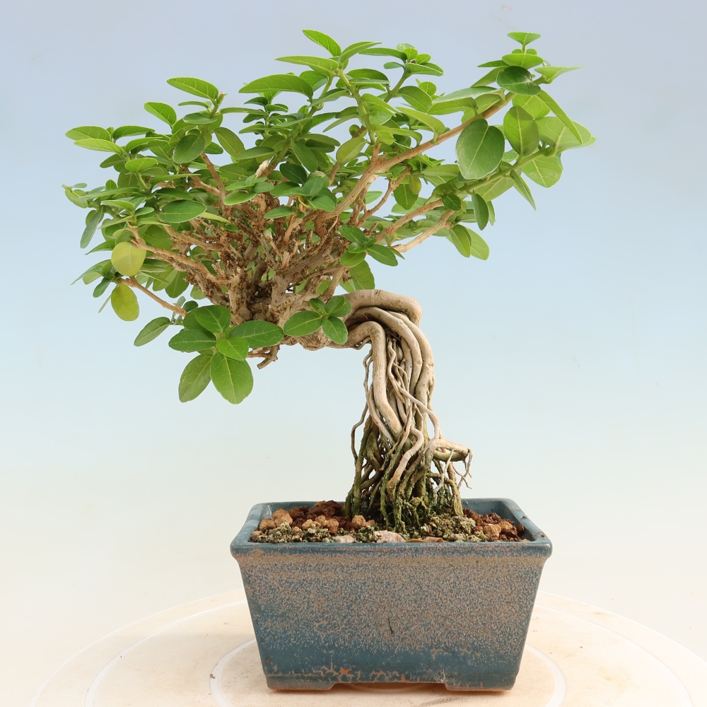 Bonsai da interno - Premna serratifolia - Kozlovna malolista