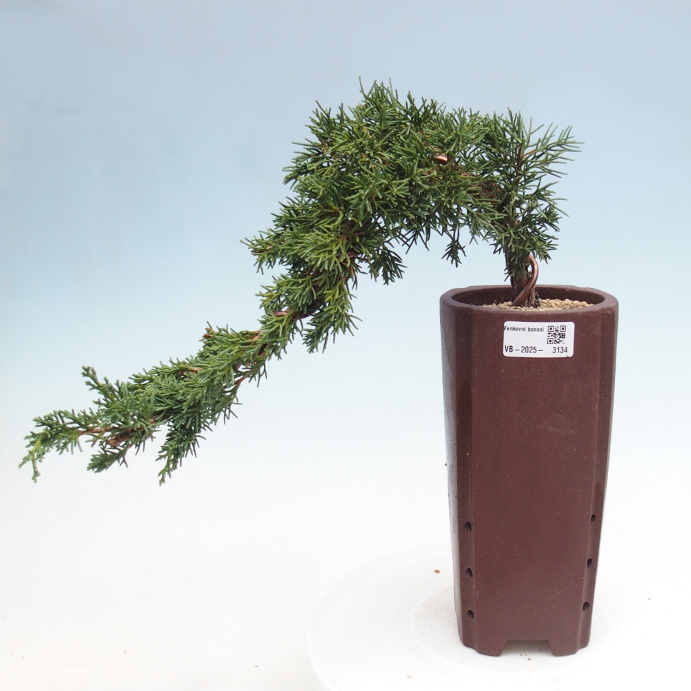 Bonsai da esterno - Juniperus chinensis Kishu