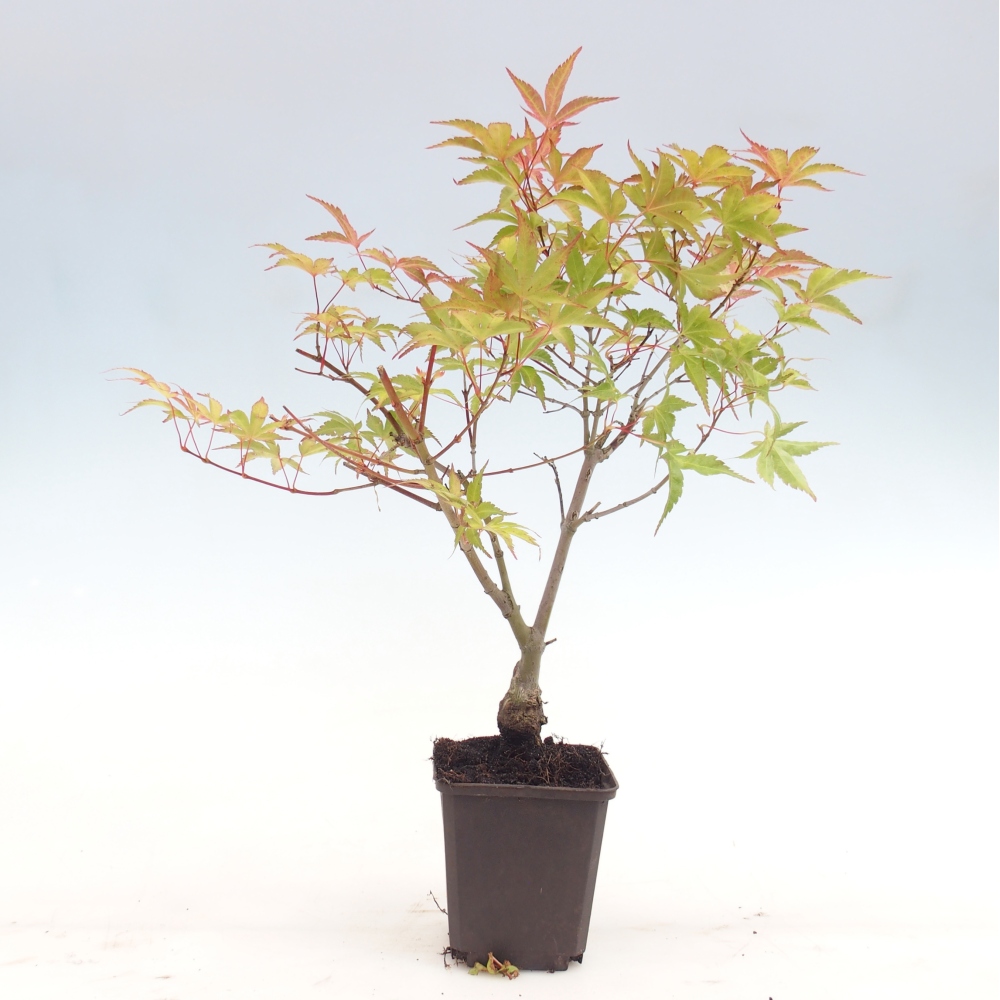 Bonsai da esterno - Acer palmatum Beni Tsukasa in contenitore