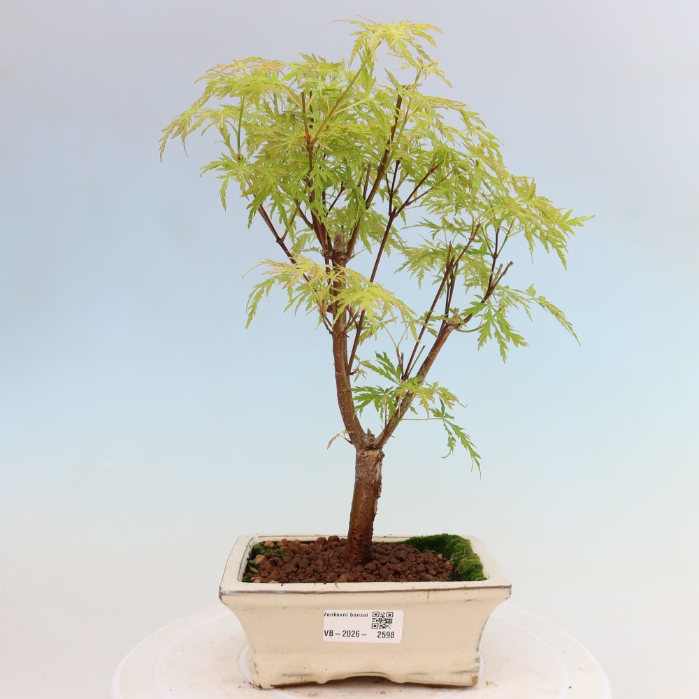 Bonsai da esterno - Acer palmatum Dissectum