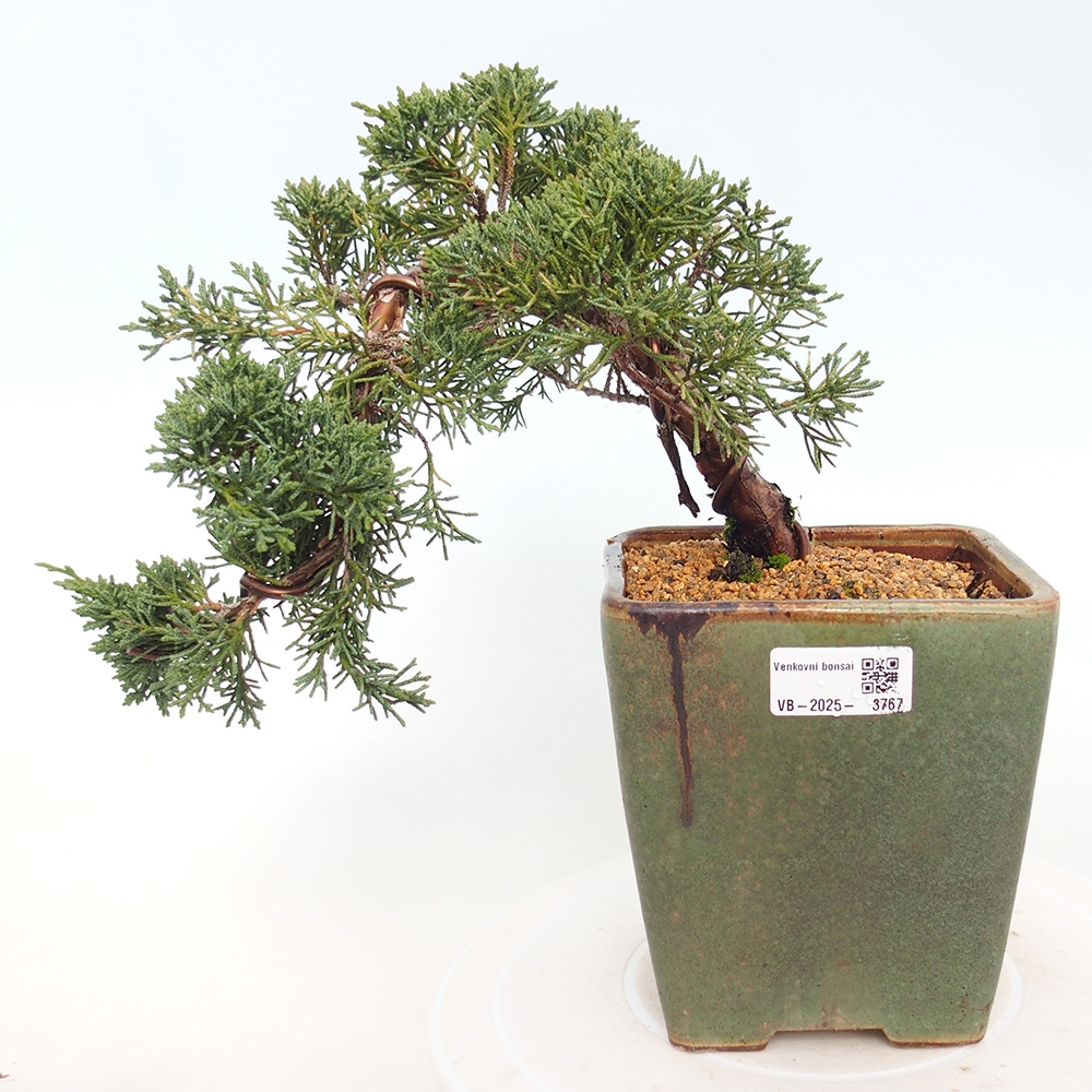 Bonsai da esterno - Juniperus chinensis Kishu