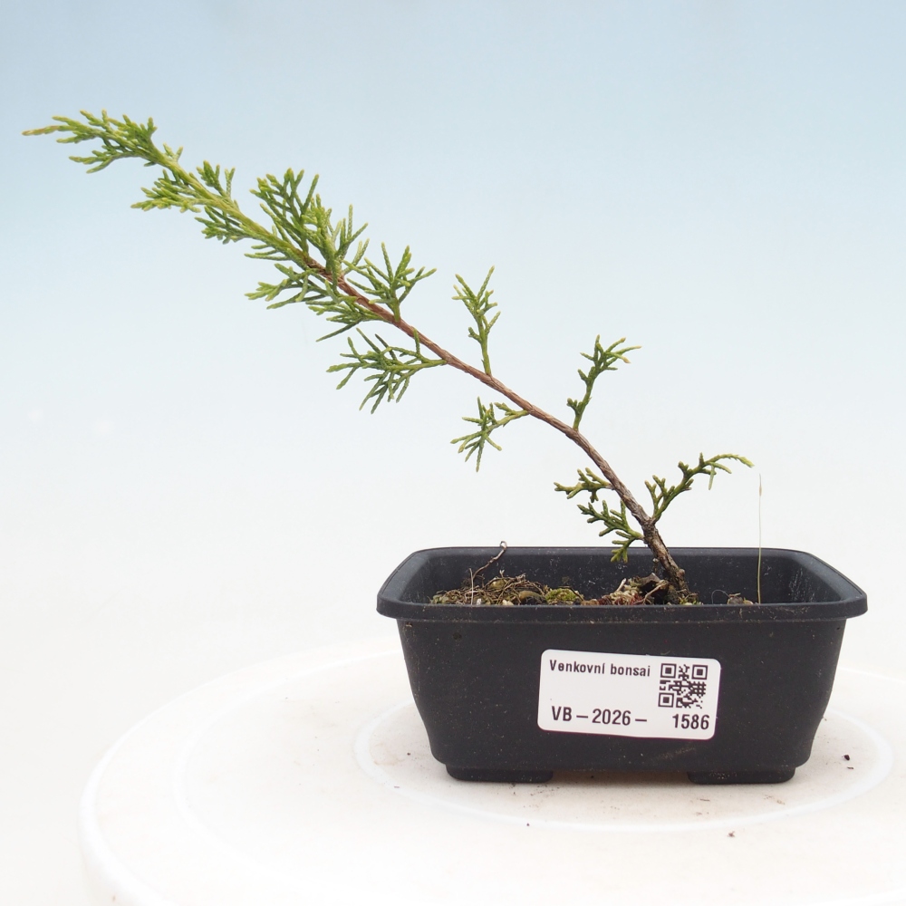Bonsai da esterno - Juniperus chinensis Itoigawa