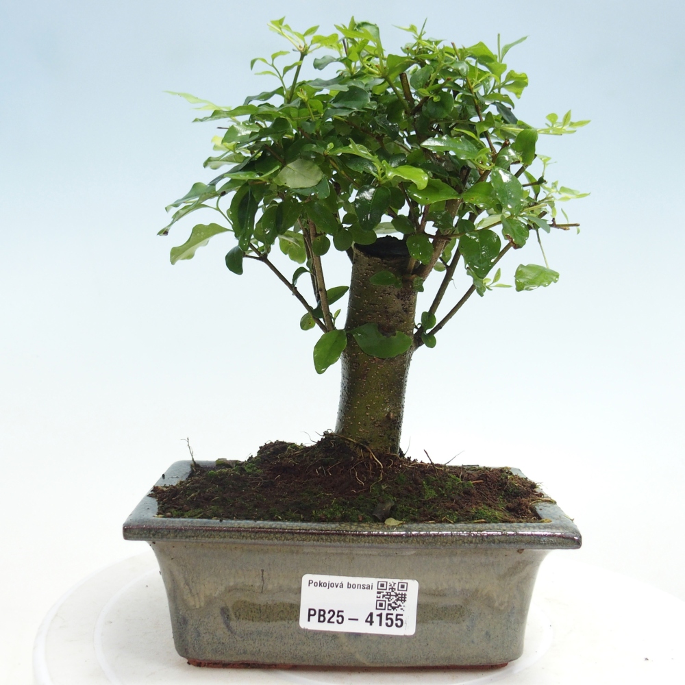 Camera bonsai -Ligustrum chinensis - Becco d'uccello