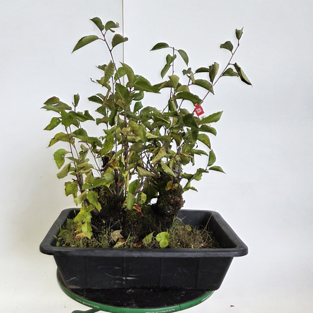 Bonsai da esterno Ciliegio - Prunus aviata