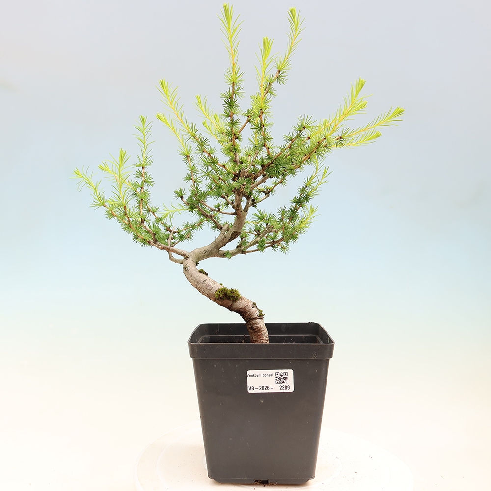 Bonsai da esterno -Larix decidua - Larice