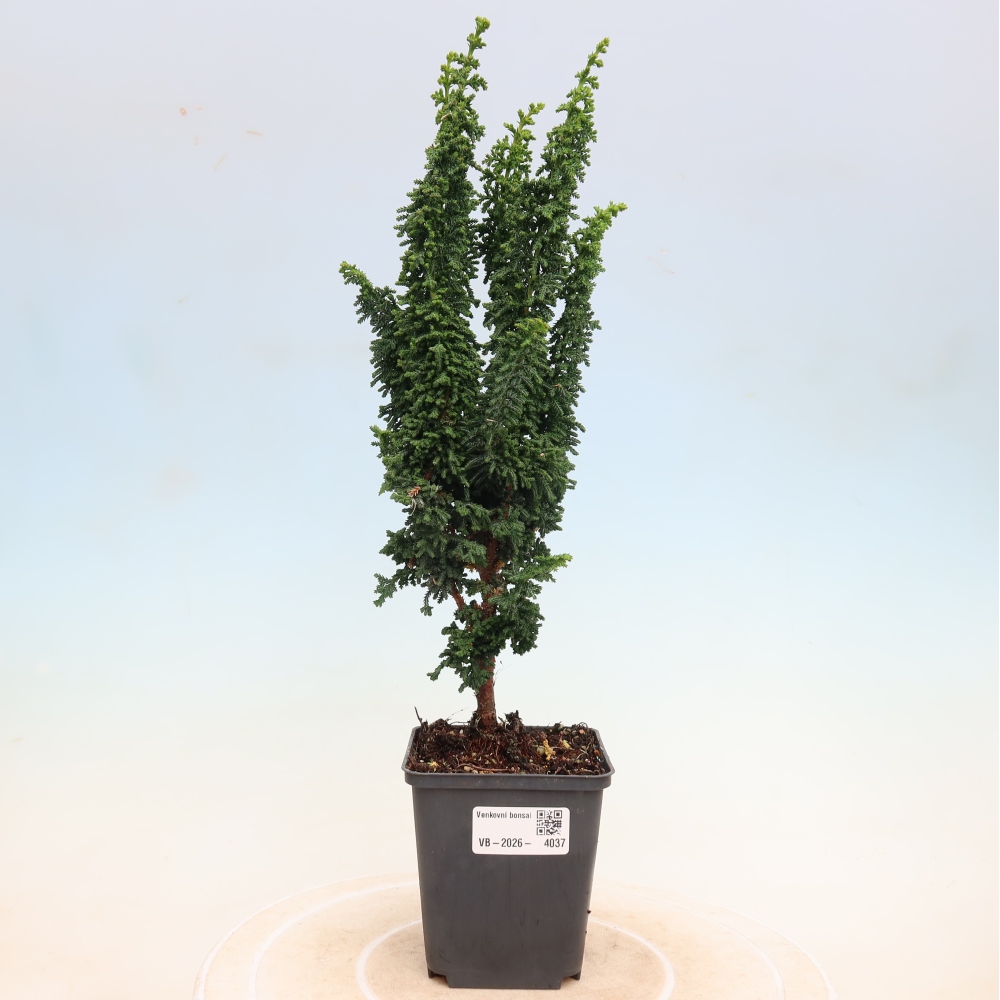 Bonsai da esterno - Cham. obtusa SEKKA HINOKI - Cipresso