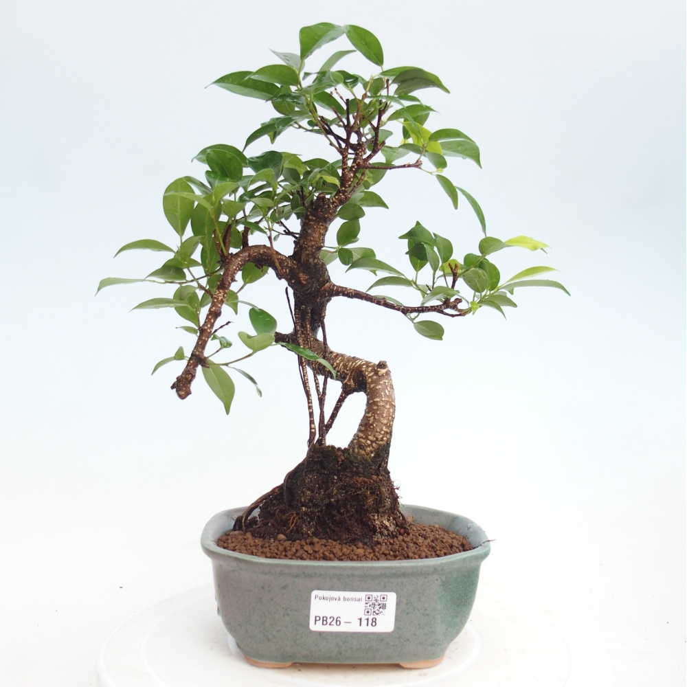 Camera bonsai - Ficus retusa - ficus a foglie piccole