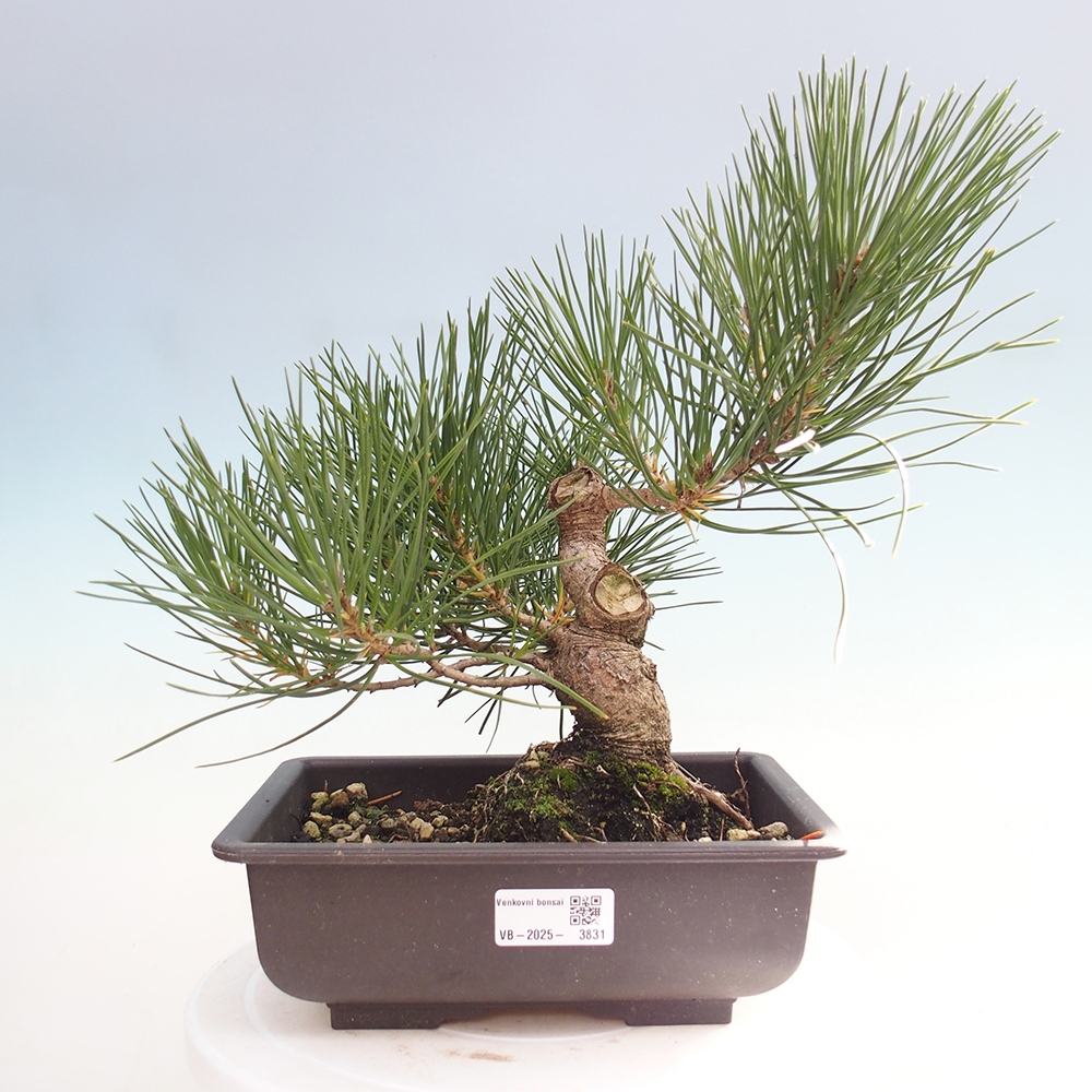 Bonsai da esterno - Pinus thunbergii - Pino di Thunberg