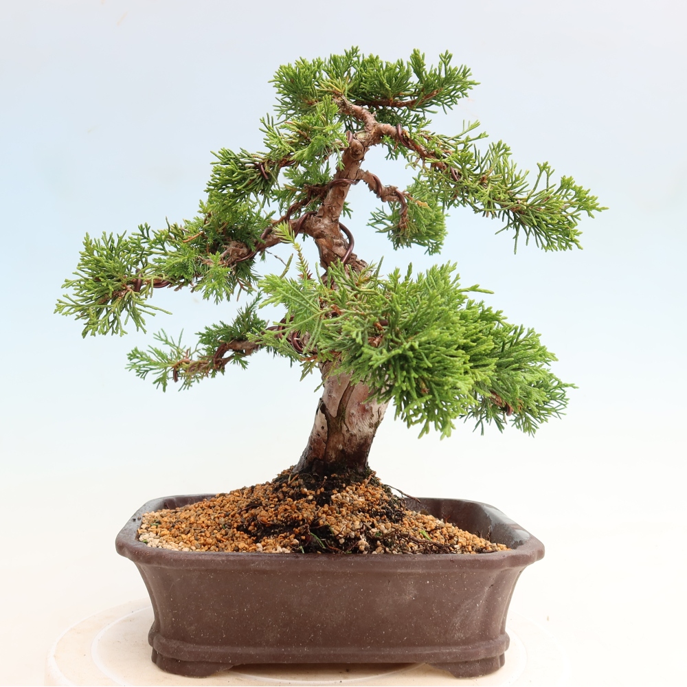 Bonsai da esterno - Juniperus chinensis Itoigawa-Juniperus chinensis