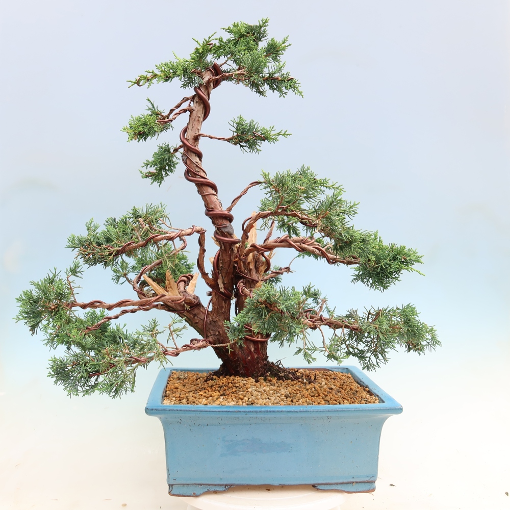 Bonsai da esterno - Juniperus chinensis Kishu