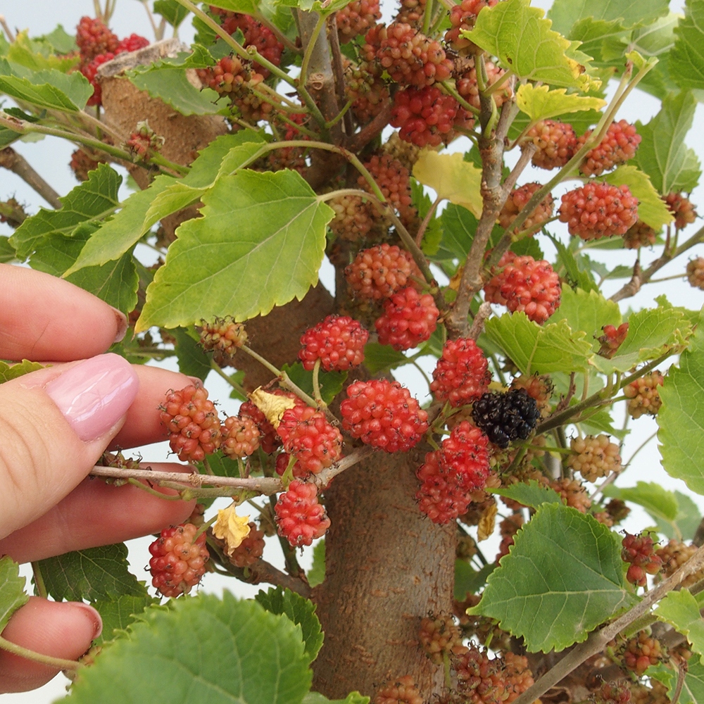Bonsai da esterno -Morus alba - gelso