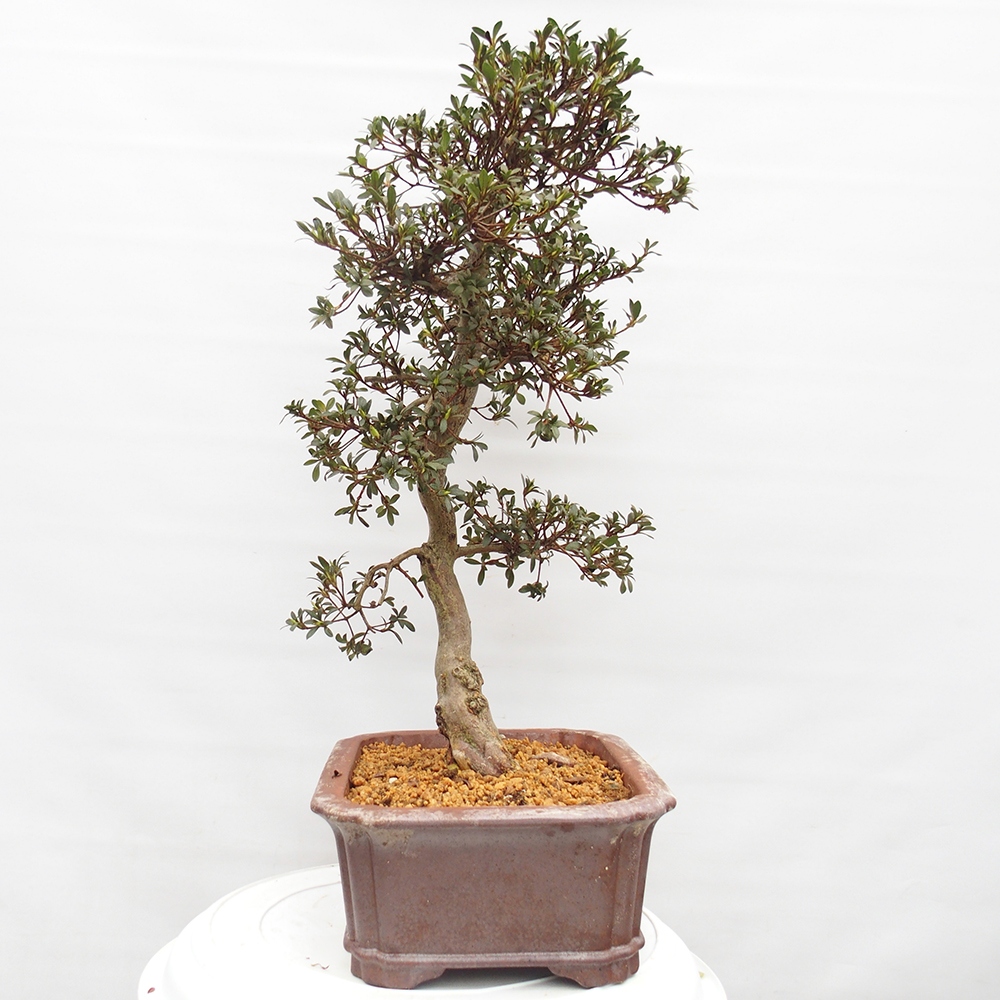 Bonsai da esterno - Azalea giapponese - Azalea satsuki
