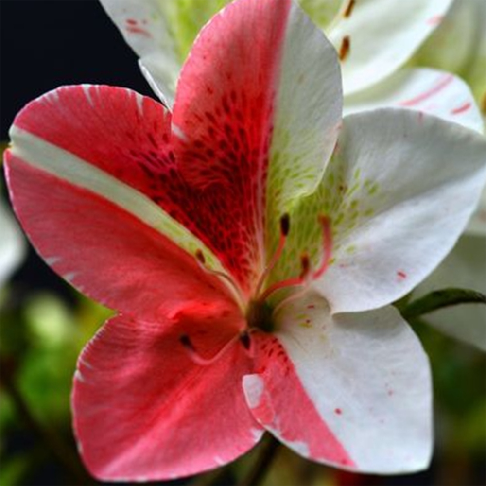 Bonsai da esterno - Azalea giapponese - Azalea Kisshoten