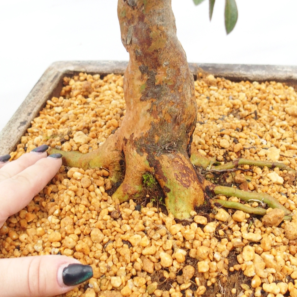 Bonsai da esterno - Azalea giapponese - Azalea Hanatsuzuri