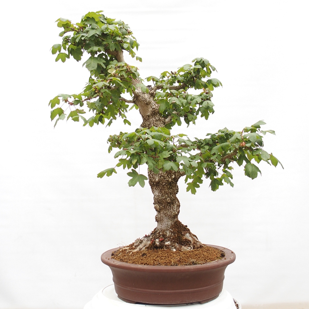 Bonsai da esterno -Javor babyka - Acer campestre
