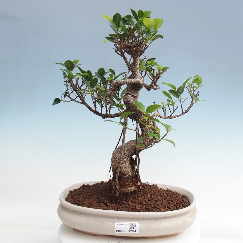 Camera bonsai - Ficus kimmen - ficus a foglie piccole