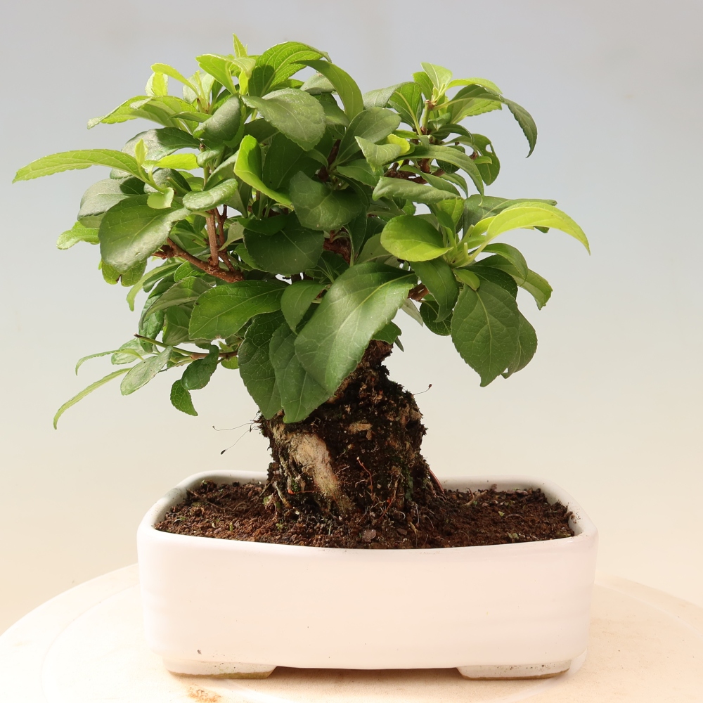 Bonsai da esterno - Celastrus orbiculatus