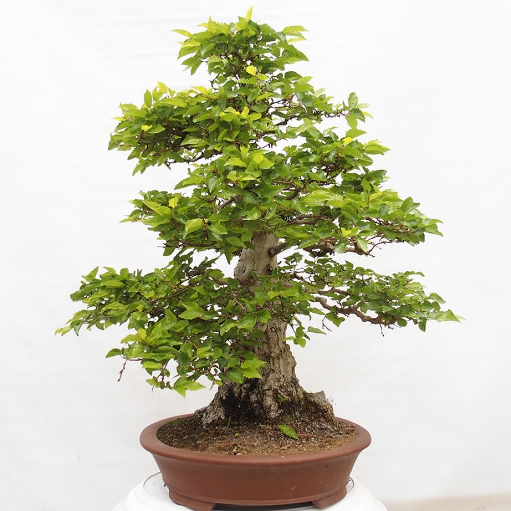 Bonsai da esterno -Carpinus CARPINOIDES - Carpino coreano