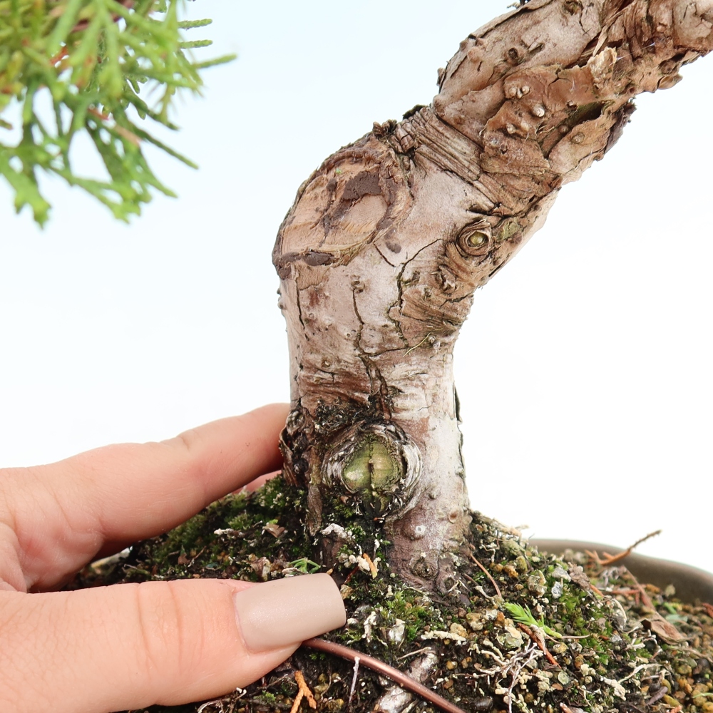 Bonsai da esterno - Juniperus chinensis Itoigawa-Juniperus chinensis