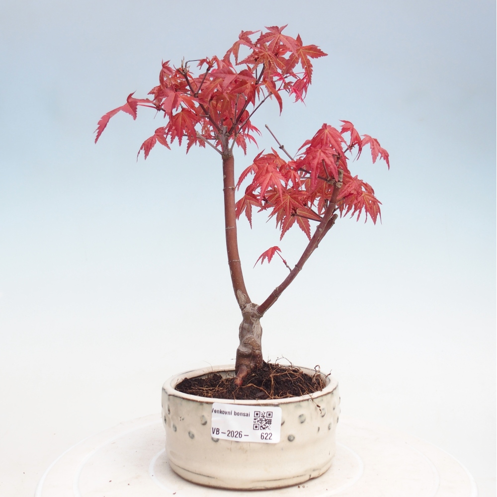Bonsai da esterno - Acer palmatum DESHOJO