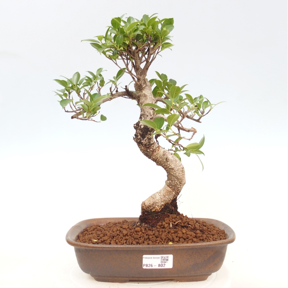 Camera bonsai - Ficus kimmen - ficus a foglie piccole
