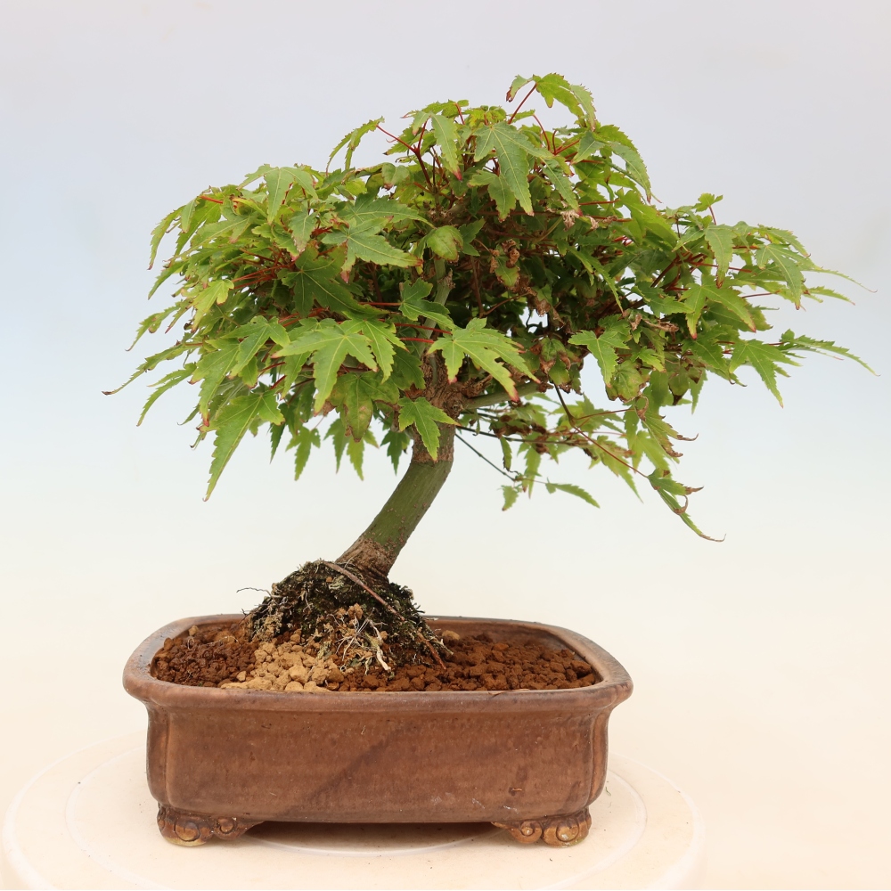 Acer palmatum KIOHIME - Acero palmato