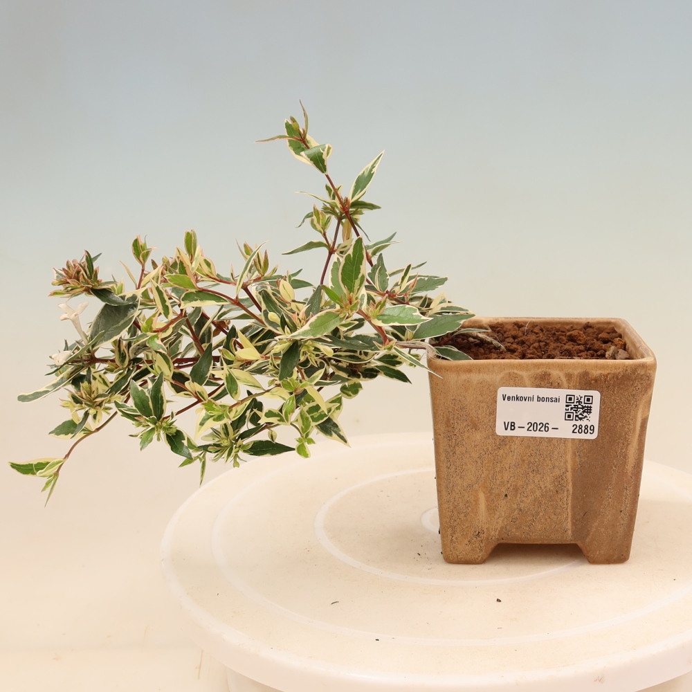 Bonsai da esterno - Abelia gr. Confetti - Abelia a fiore grande