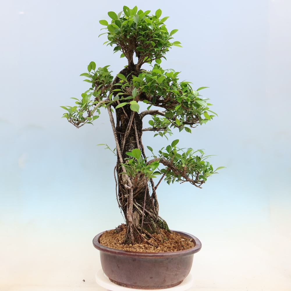 Camera bonsai - Ficus kimmen - ficus a foglie piccole