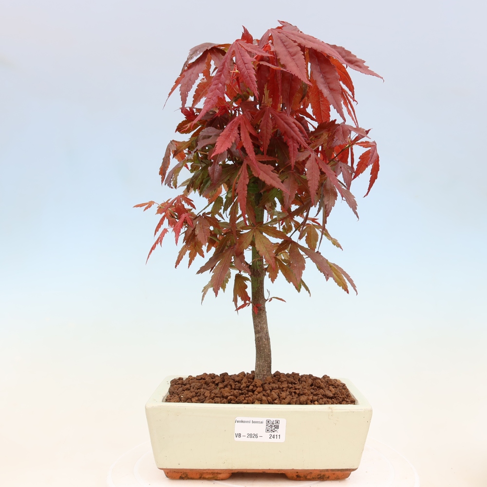 Bonsai da esterno - Palma Acer. Atropurpureum-Javor palmate