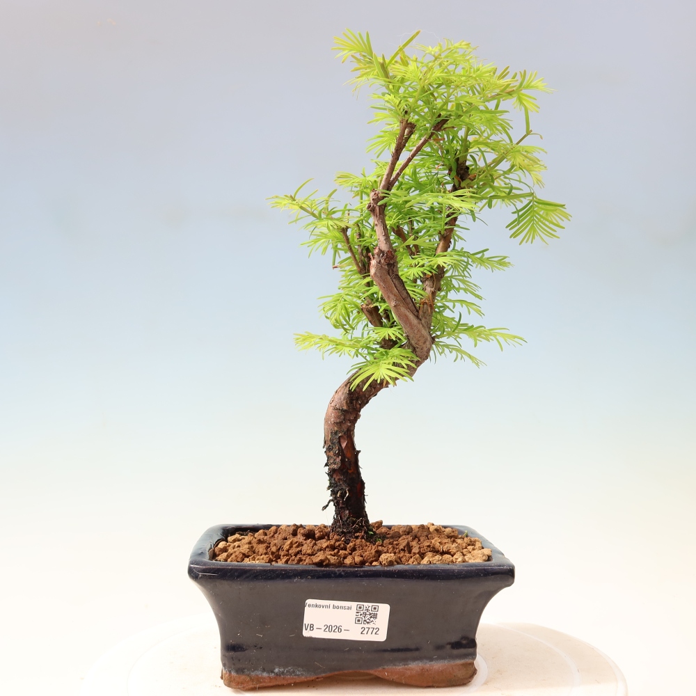 Bonsai da esterno - Metasequoia glyptostroboides - Metasequoia cinese