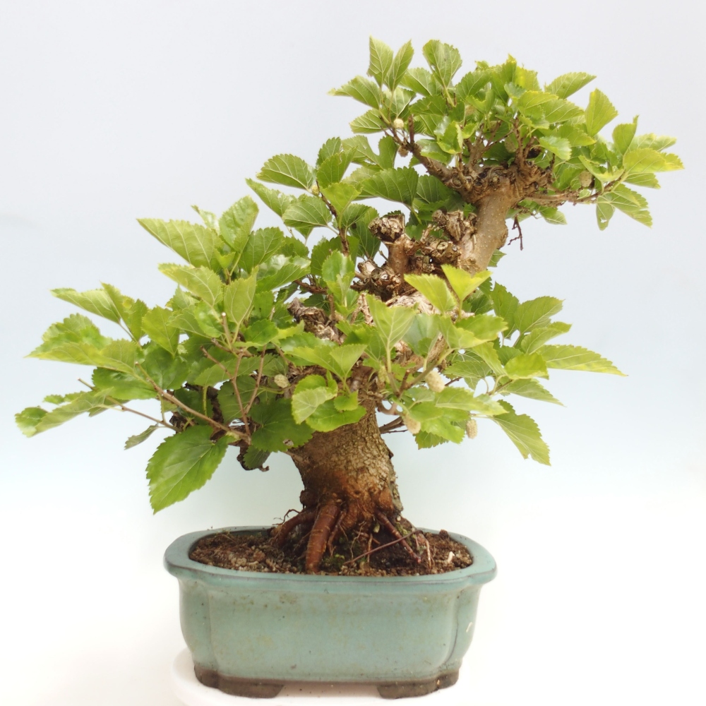 Bonsai da esterno -Morus alba - gelso