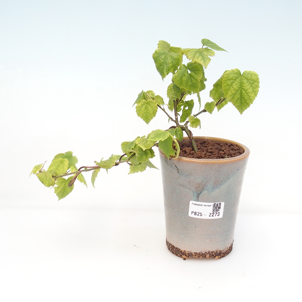 Bonsai da interno - Abutilon Big Bell - Cloudberry