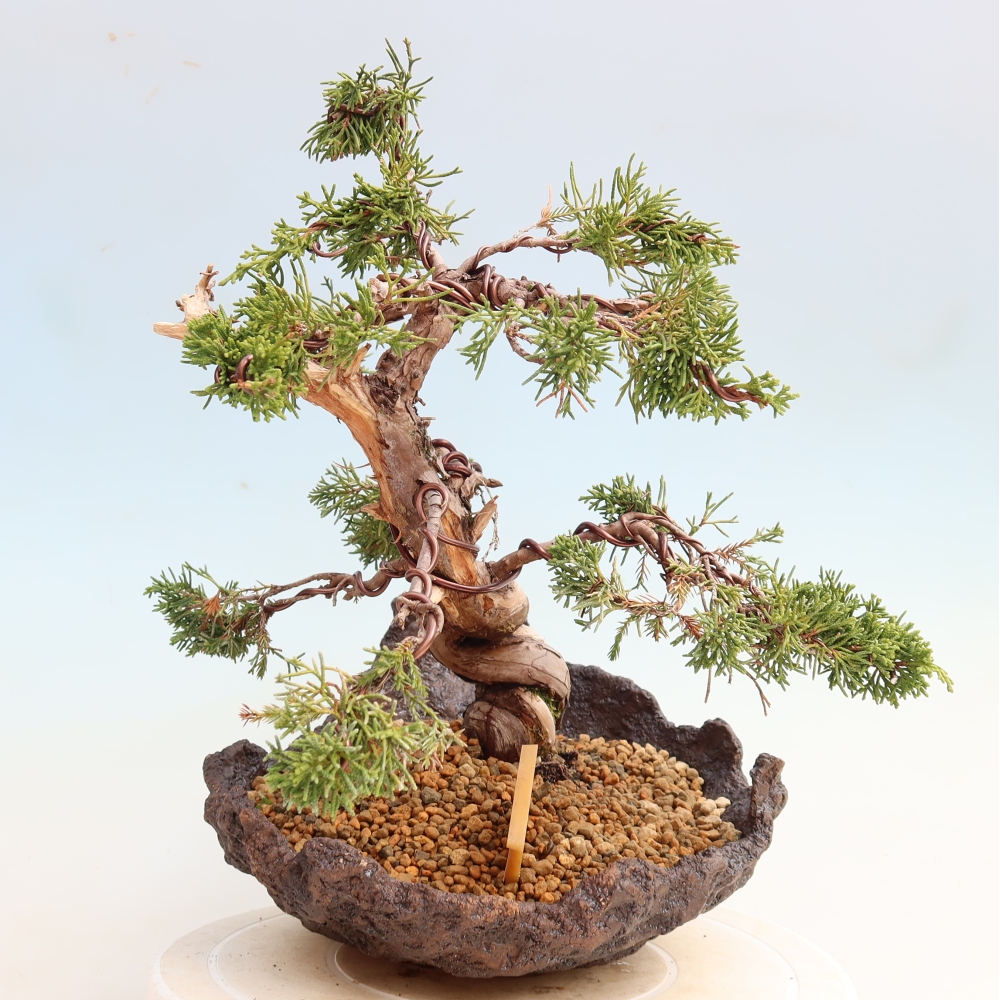 Bonsai da esterno - Juniperus chinensis Itoigawa-Juniperus chinensis