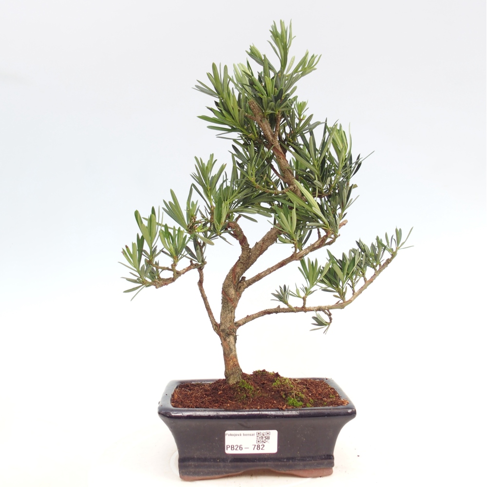 Camera bonsai - Podocarpus - Tasso delle pietre