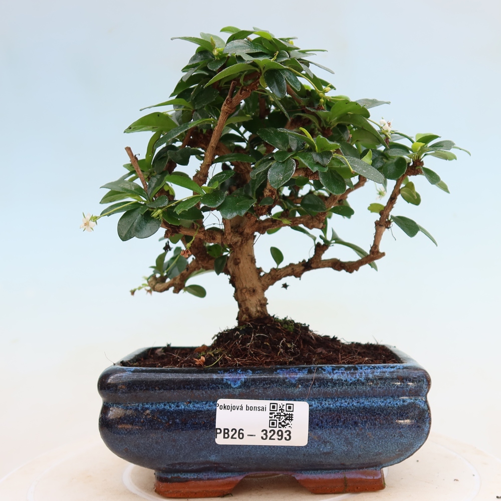 Camera bonsai - Carmona macrophylla - Tea fuki