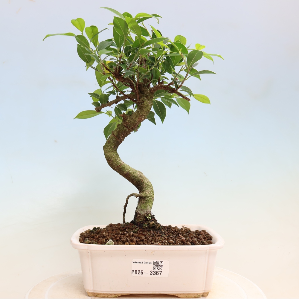 Camera bonsai - Ficus kimmen - ficus a foglie piccole
