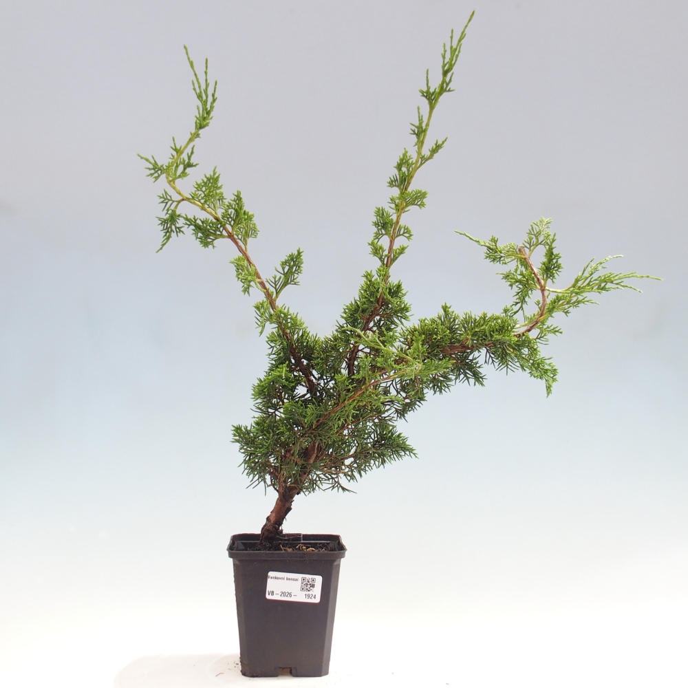 Bonsai da esterno - Juniperus chinensis Itoigawa