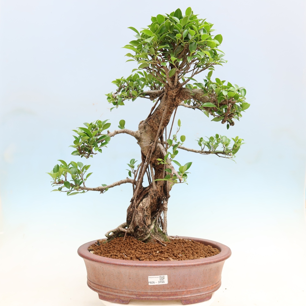 Camera bonsai - Ficus kimmen - ficus a foglie piccole