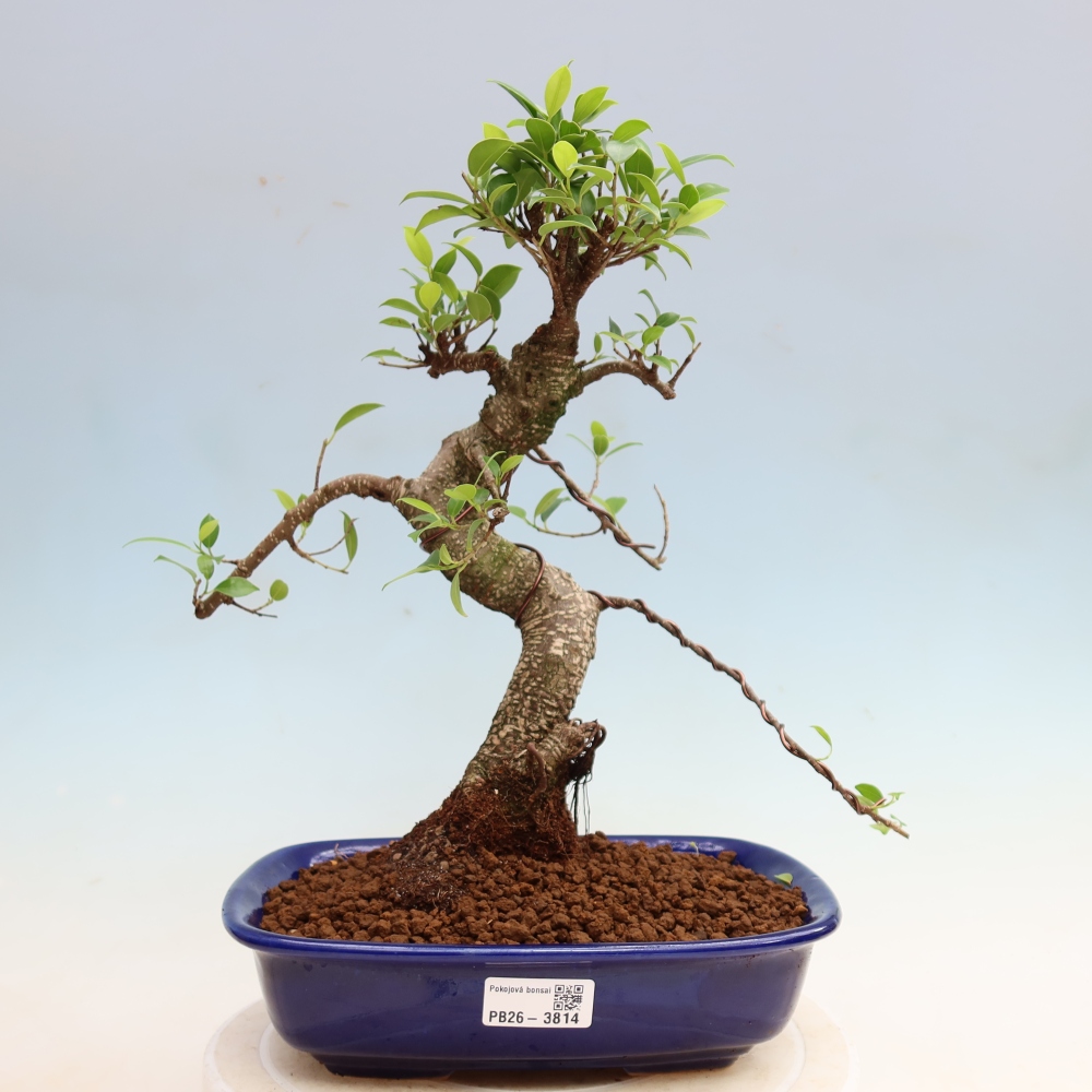 Camera bonsai - Ficus kimmen - ficus a foglie piccole