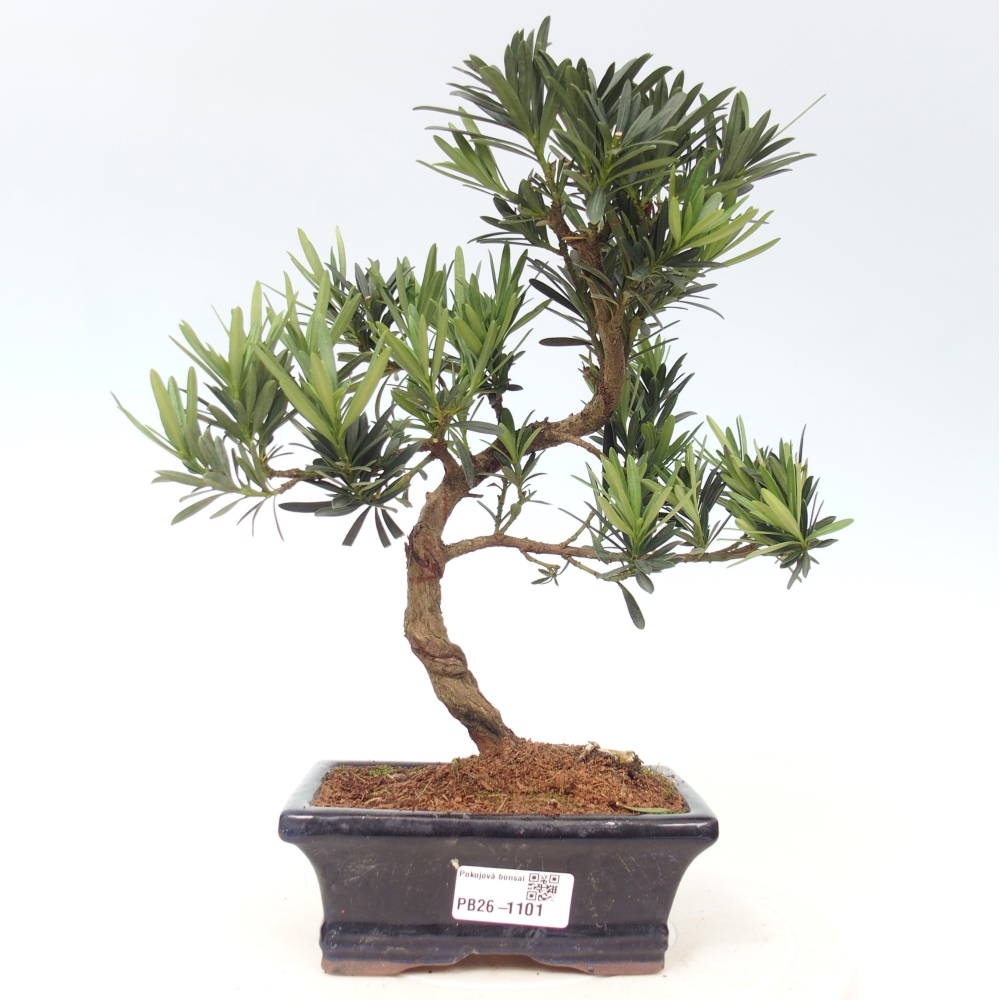 Camera bonsai - Podocarpus - Tasso delle pietre